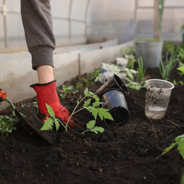 greenhouse-ged8c7f08e_1280 (1)