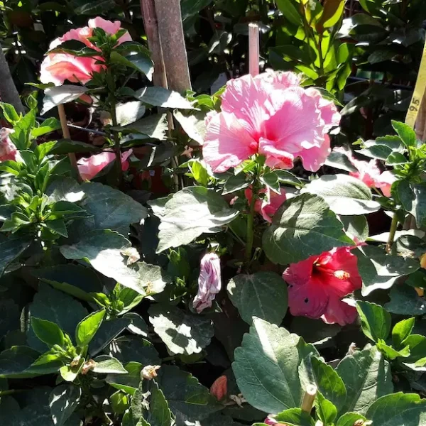 sa-jardin